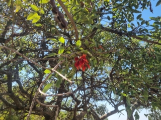 Farbintensive Blüten im Baum